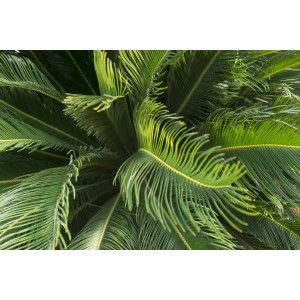 Pianta verde, primo piano delle foglie. Categoria: Ulteriori arbusti.