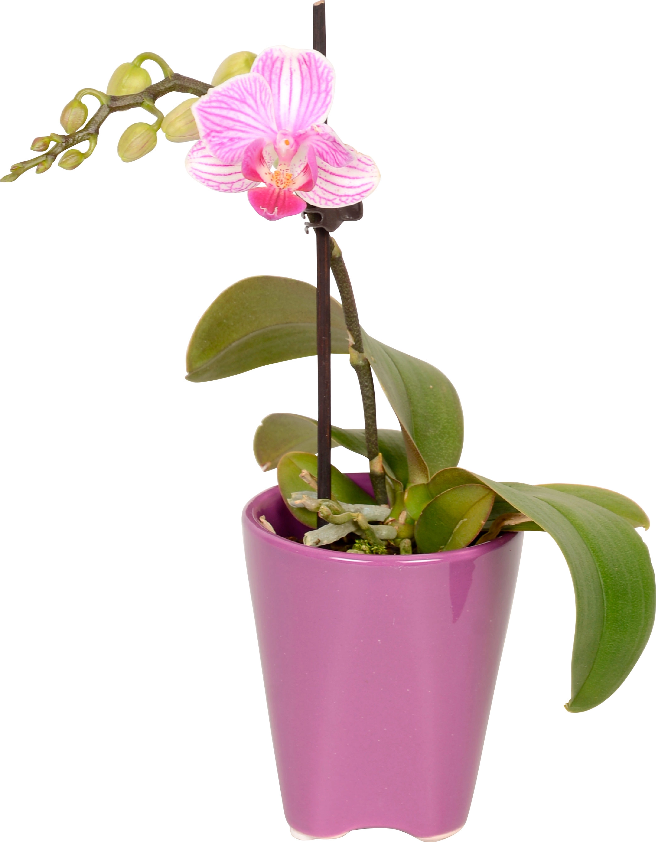 Stelo Orchidea con vaso FLOWER 253 pz M38 B1101 12