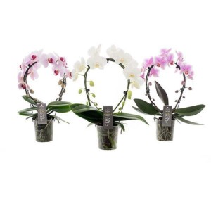 Phalenopsis 2 rami arco Mirror Miracle Vaso 12 cm