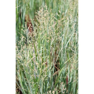 Panicum virgatum `Heavy Metal`