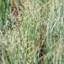 Panicum virgatum `Heavy Metal`_2