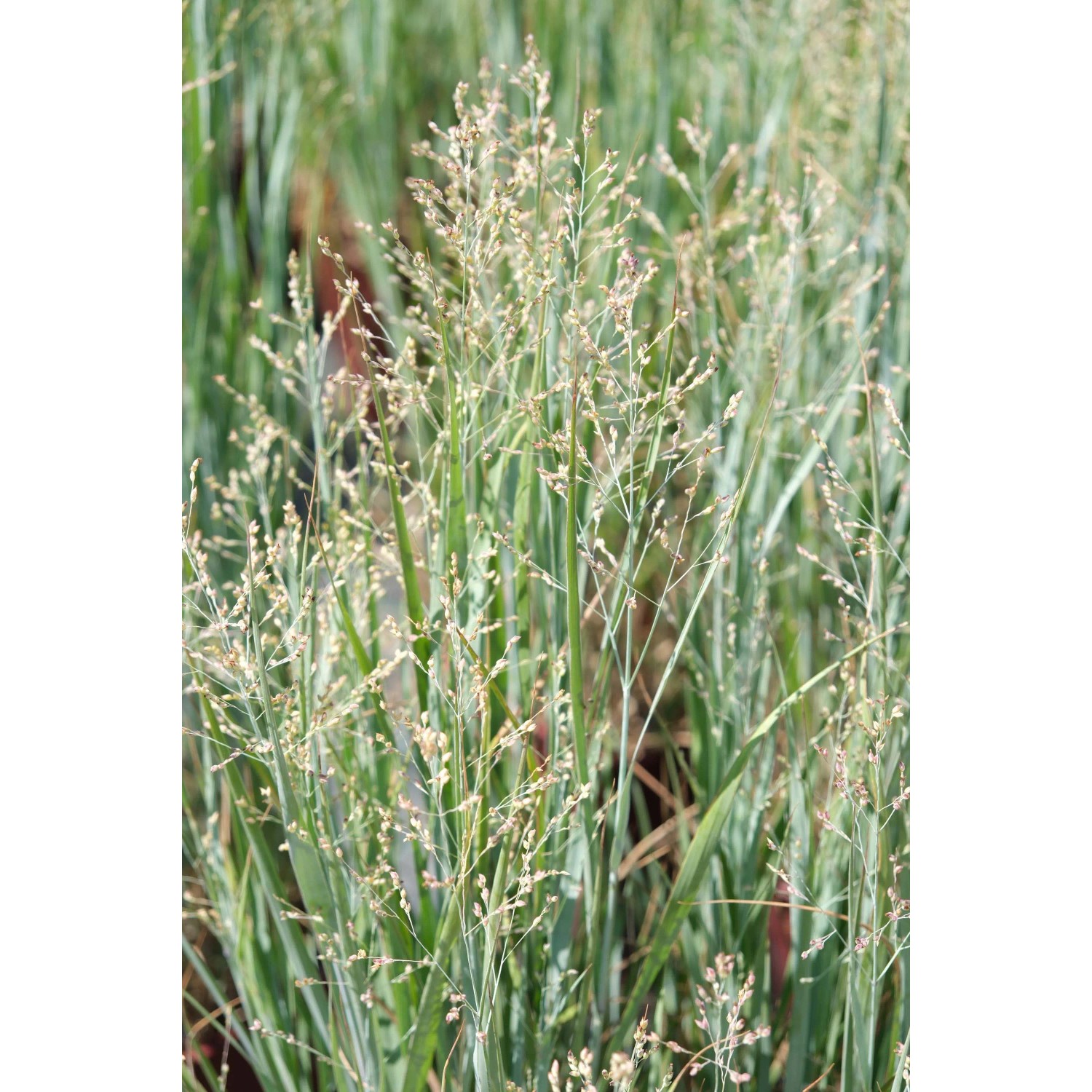 Panicum virgatum `Heavy Metal`_2