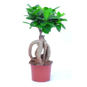 GROW by OBI Ficus Ginseng in vaso, ca. 12 cm Ø. Bonsai da interno con radici aeree e foglie verdi.
