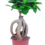 GROW by OBI Ficus Ginseng in vaso, ca. 12 cm Ø. Bonsai da interno con radici aeree e foglie verdi.