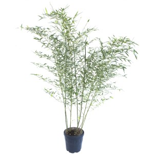 Bambù in vaso, foglie verdi, per privacy o decorazione per giardino e balcone.