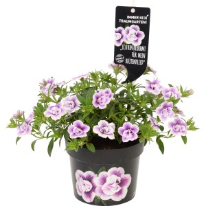 Calibrachoa Double Light Violet in vaso, pianta pensile con fiori bianco-viola.