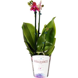 Orchidea farfalla Liodoro con fiori rosa-gialli in vaso (circa 12 cm)