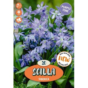 Bulbi Scilla Sibirica Blu Cielo da Naturalizzazione