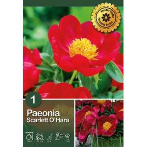 Peonia 'Scarlet O'Hara' con fiori rosso vivo e centro giallo, bulbo da fiore per il giardino.