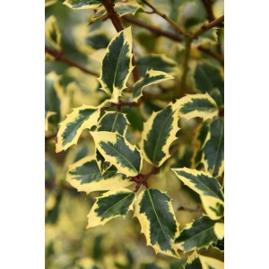 Primo piano della pianta Agrifoglio con foglie verdi e gialle.