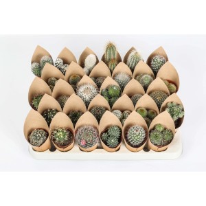 Molti piccoli cactus della categoria Cactus in confezione di carta marrone su un vassoio.