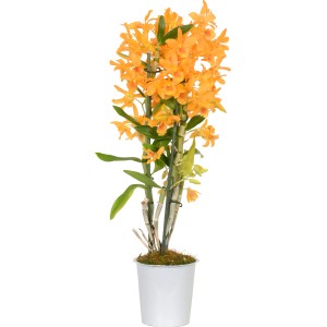 Orchidea di bambù Nobilee giallo-arancio in vaso, 2 getti, pianta da interno.