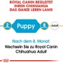 Royal Canin Chihuahua Puppy: Grafica sul passaggio dall'alimento per cuccioli a quello per adulti.