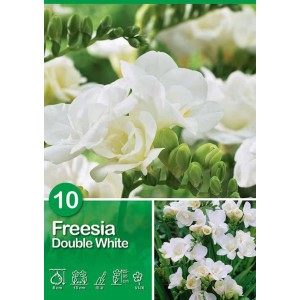 Confezione di bulbi di fresia bianca doppia, ideale per l'estate.