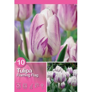 Tulipano Triumph Flaming Flag, bianco e viola striato, ideale per aiuole e vasi.