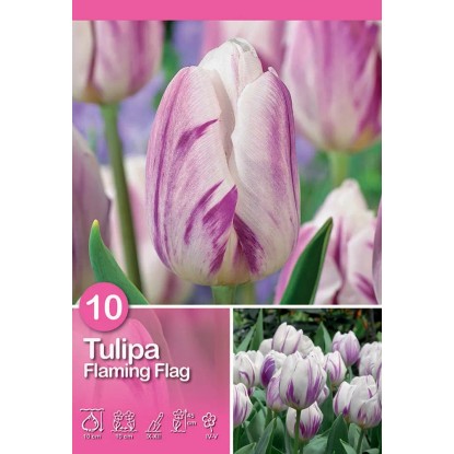 Tulipano Flaming Flag 10 pz