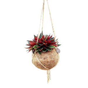 Peperomia Rosso In Vaso 15 cm