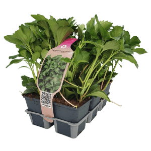 Confezione da 6 di verde ombra (Pachysandra terminalis) in vaso, ideale come copertura del suolo per luoghi ombreggiati.