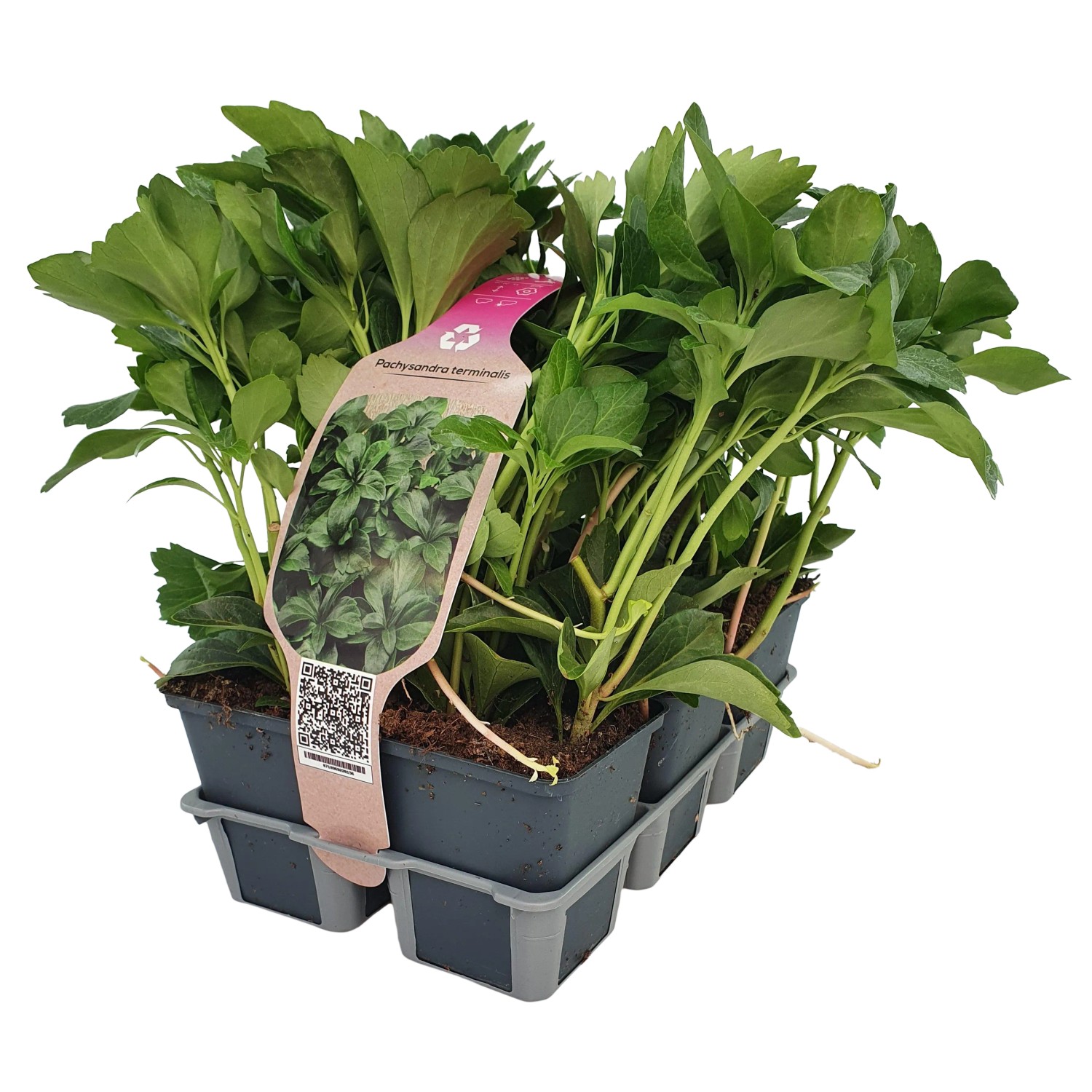 Confezione da 6 di verde ombra (Pachysandra terminalis) in vaso, ideale come copertura del suolo per luoghi ombreggiati.