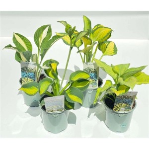 Pianta Hosta vaso 13 cm