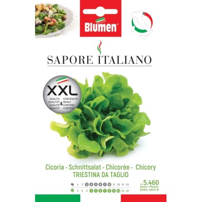 Semi Blumen Cicoria Triestina taglio XXL