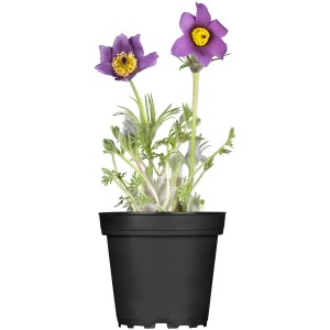 Pulsatilla 'Pinwheel Trio' in vaso, fiori viola con centro giallo. Pianta a fioritura primaverile per posizioni soleggiate.