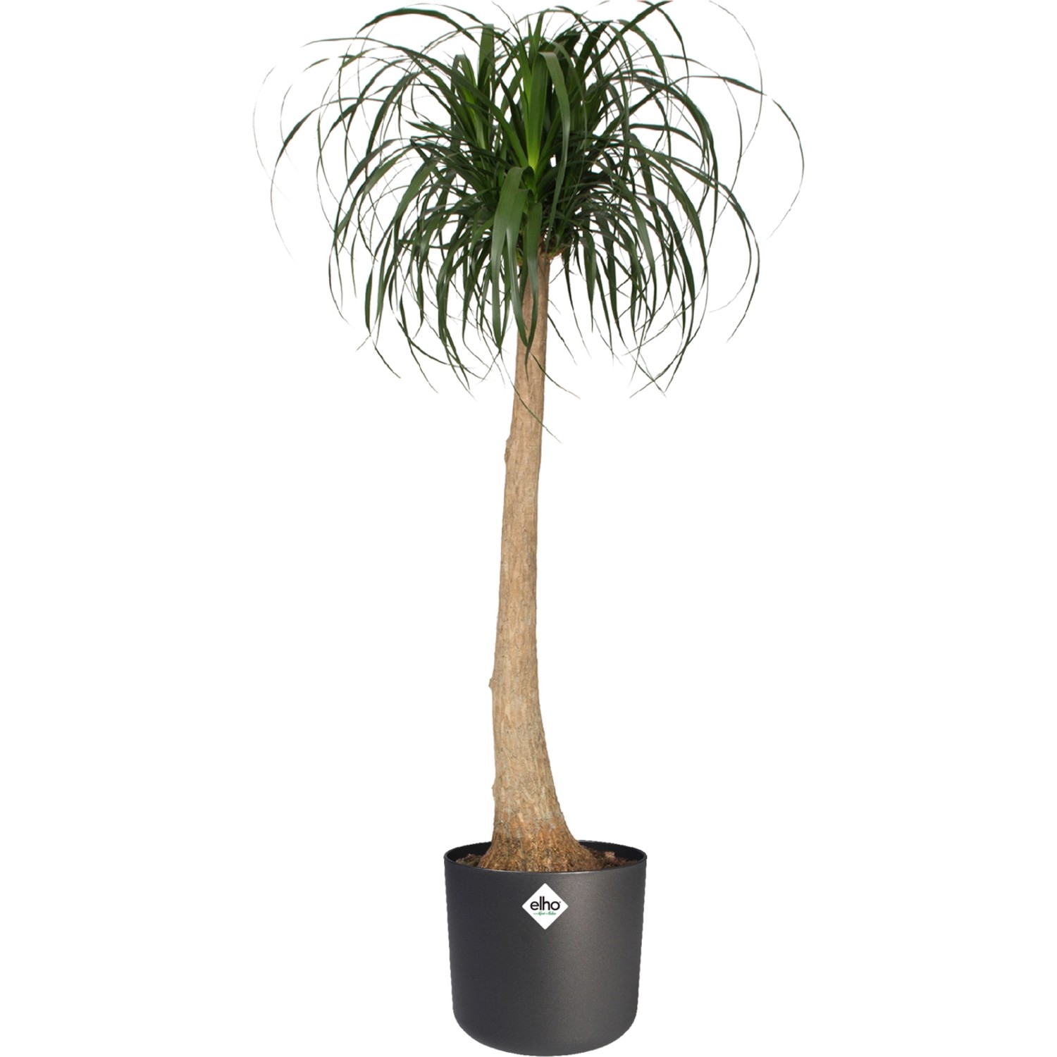 Vaso per piante Elho B.For Soft Round, Ø 18.3 cm, antracite, con pianta. Ideale per interni.