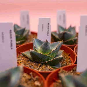 Agave 'Purpula' succulenta in vaso, primo piano. Pianta d'appartamento decorativa.
