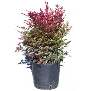 Arbusto t.b.t. in vaso, foglie da rosse a verdi. Pianta ornamentale da giardino.