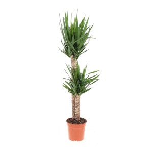 Yucca in vaso, pianta da interno con foglie verdi.