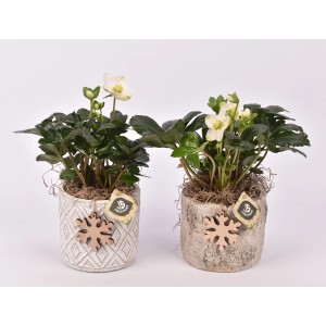 Due ellebori in fiore in vasi decorativi come composizione di piante da interno.