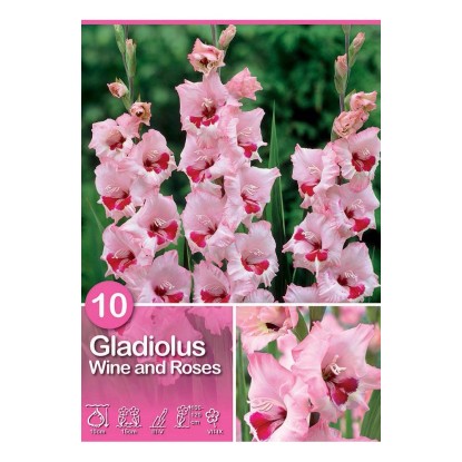 Gladiolus "Wine and Roses"