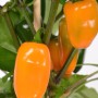 Peperoncino snack arancione (Capsicum) in vaso, ideale per balconi e terrazze.