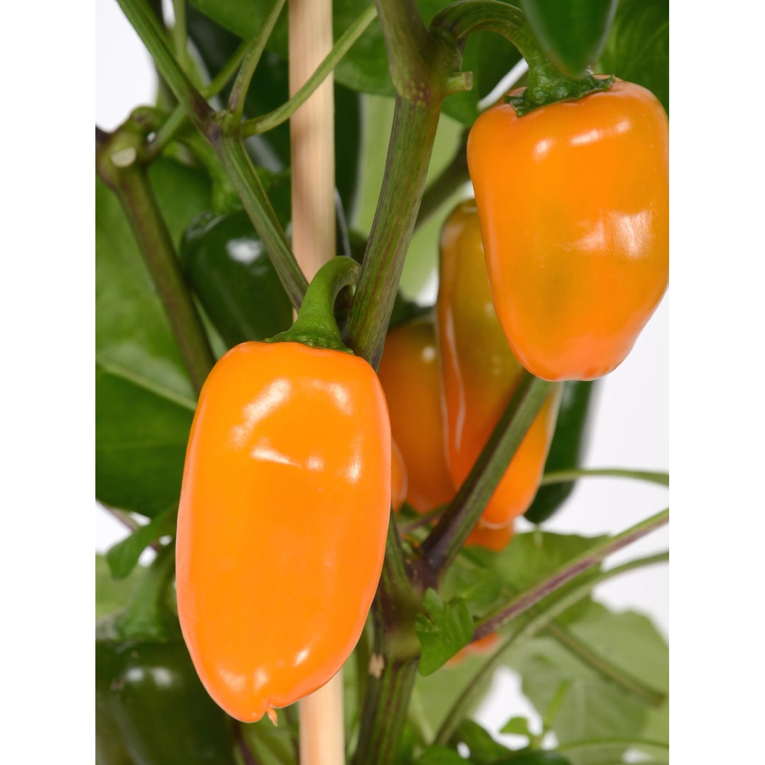 Peperoncino snack arancione (Capsicum) in vaso, ideale per balconi e terrazze.