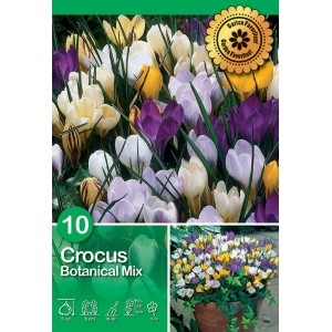 Confezione di Crocus botanico mix con fiori di crocus colorati in giallo, viola e bianco.