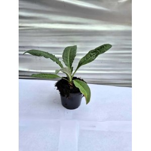 Carciofo spinoso Ø 10 cm