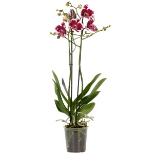 Orchidea farfalla Phalaenopsis viola a due steli in vaso.