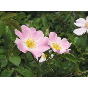 Delicati fiori rosa dell'arbusto t.b.t con stami gialli e foglie verdi.