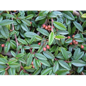 Fogliame verde denso con bacche rosse della pianta da siepe t.b.t.