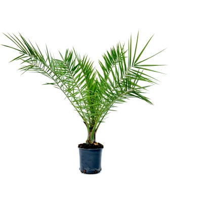Phoenix canariensis h cm 40