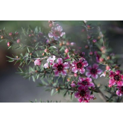 Leptospermum scoparium