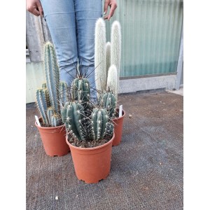 Vari cactus in vaso. Piante grasse per posizioni soleggiate.