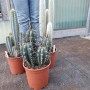 Vari cactus in vaso. Piante grasse per posizioni soleggiate.