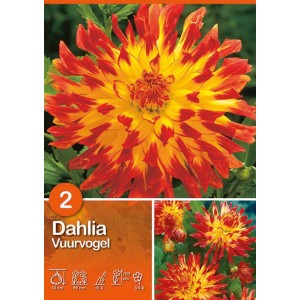 Dalia Vuurvogel giallo-rossa, un fiore estivo colorato per aiuole e vasi.