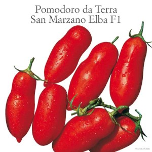 Pomodori San Marzano Elba F1 rossi e freschi, una varietà della categoria Ortaggi da frutto.