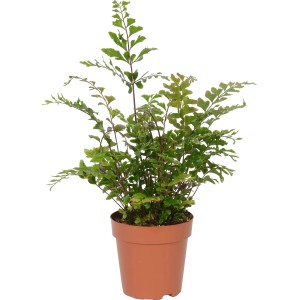 Mix di felci verdi in vaso marrone, ca. 12 cm Ø, una pianta verde decorativa per luoghi ombreggiati.