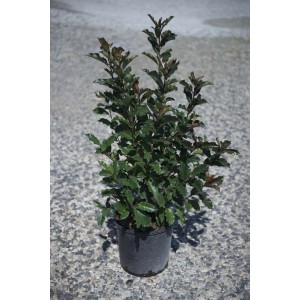 Photinia in vaso con foglie verdi e rosse.
