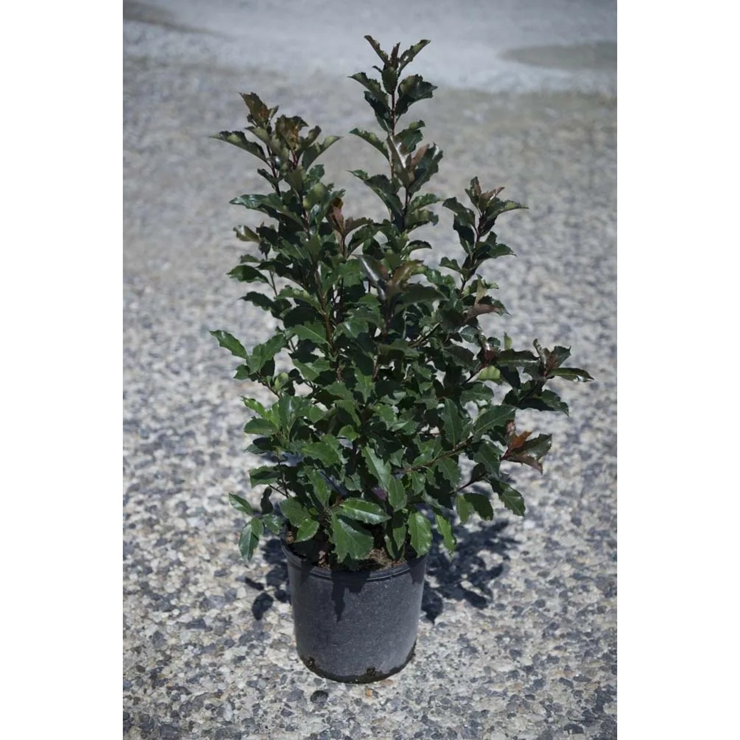 clusia rosea plant Small Leaf Clusia  Lichtenfelt's