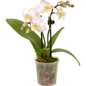 Mini orchidea farfalla bianca (Phalaenopsis) con fiori gialli in vaso.