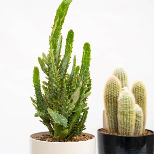 Due cactus in vaso: un cactus Opuntia e un cactus colonnare.